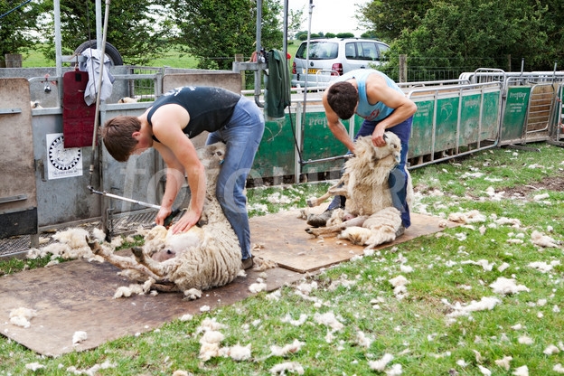 686915-shearing-sheep-at-ashmore-in-dorset.jpeg